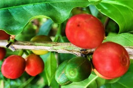 Introducing A Meticulously Cultivated Colombian Coffee Variety Jairo Arcila Washed Bean Roasted In Lennox head