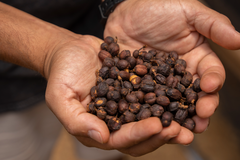 Exploring the Role of Women in Peru’s Specialty Coffee Industry: Benjamin la Torre Coffee Farm