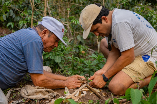 Benjamin la Torre Coffee Farm: Where Excellence Grows