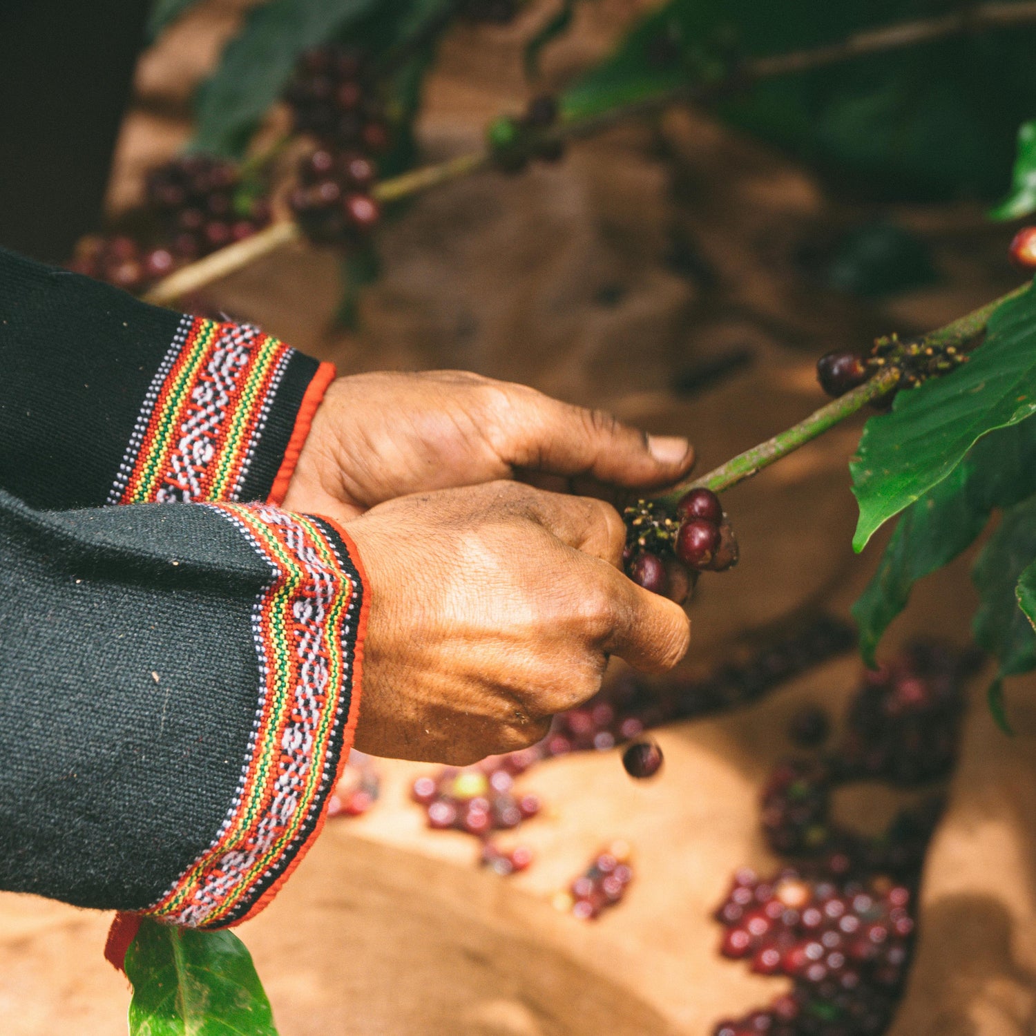 Coffee beans plant held by a local peruvian